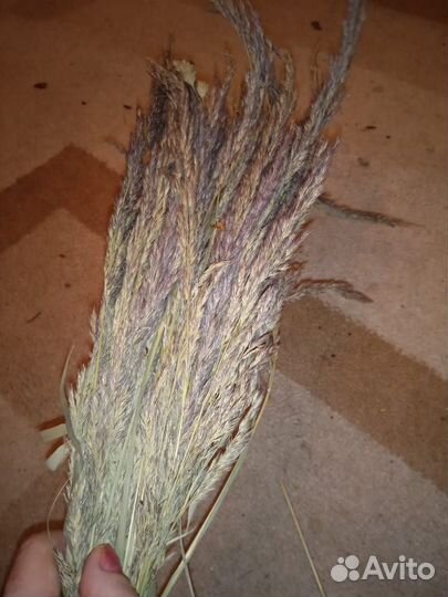 Сухие травы, ягоды, веточки