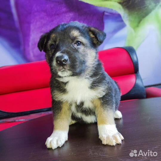 Щенок (мальчик) в добрые руки