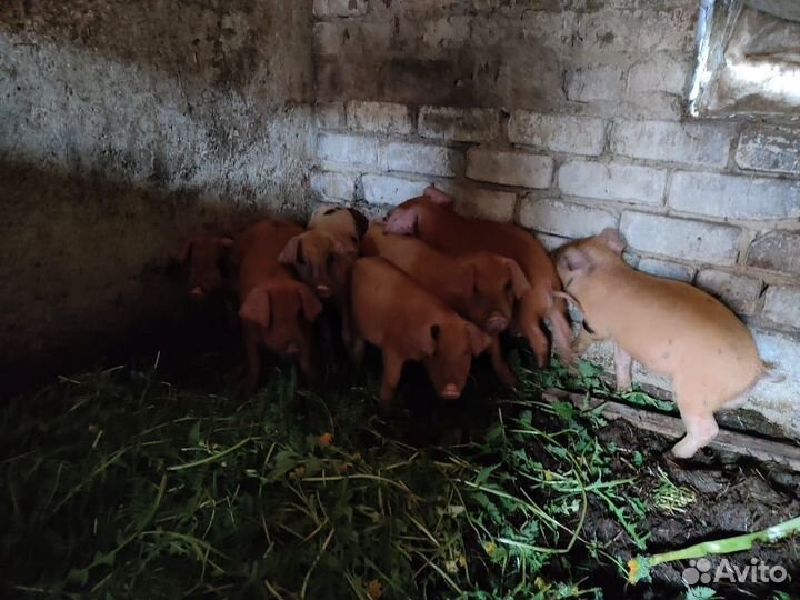Продаю поросят 8 недель