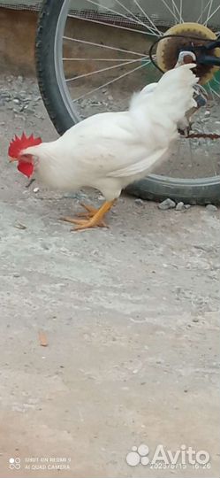 Молодые петушки