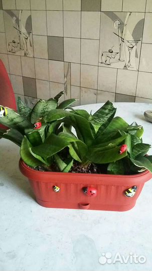 Сансевиерия(комнатные цветы)