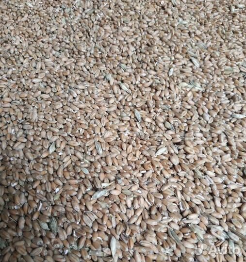 Соя, Горох корма