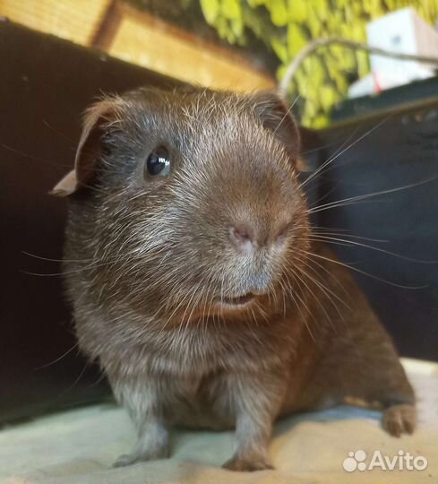 Передержка грызунов