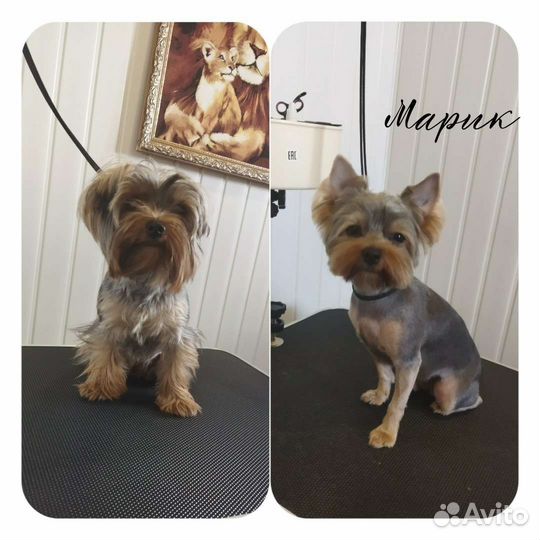 Стрижка собак и кошек