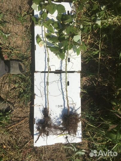 Саженцы, расада, малина, ежевика