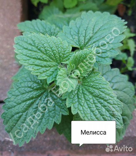 Мята сортовая и пряные травы