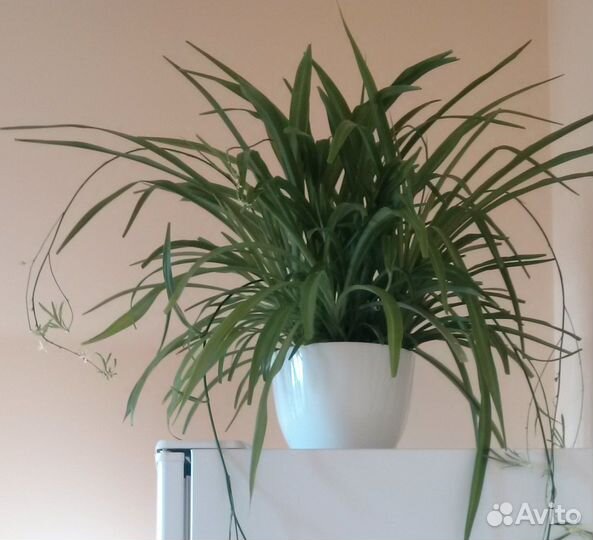 Хлорофитум в горшке-кашпо 2 штуки