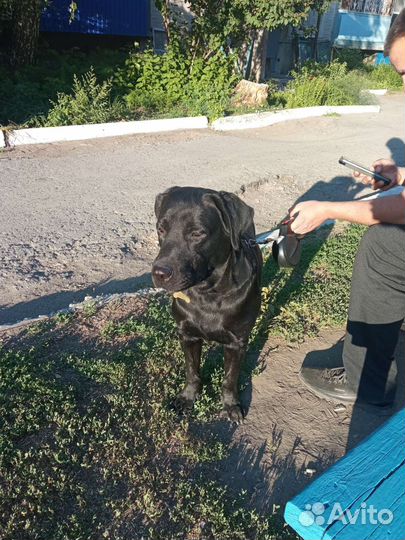 Вязка бесплатно