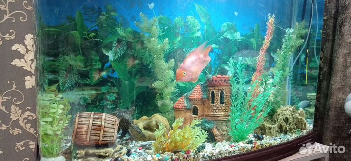 Аквариум с рыбками
