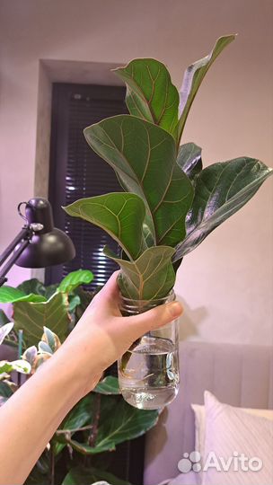 Фикус Лирата Бамбино