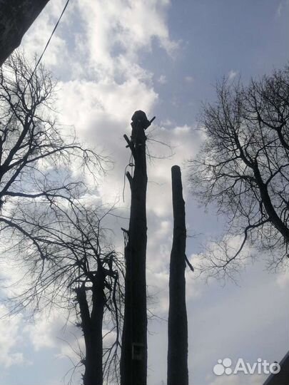 Спил деревьев