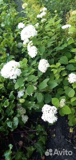 Гортензия древовидная, гортензия метельчатая