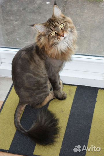 Стрижка кошек,котов всех пород