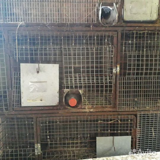 Клетки для кроликов