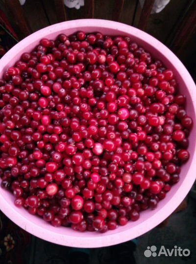 Клюква свежая