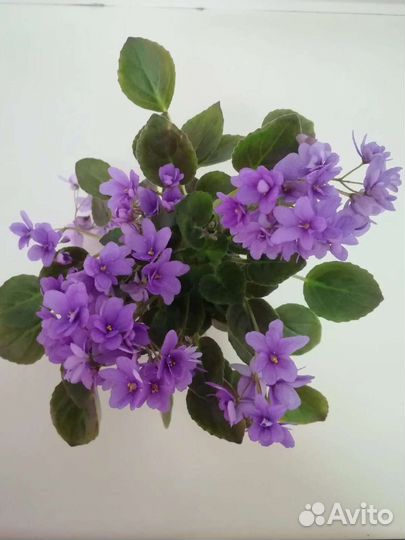 Продаю фиалки