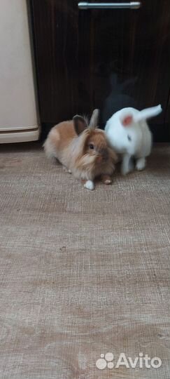 Сдать в аренду животное