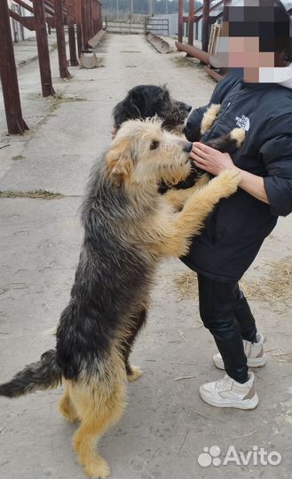 Бородачи в приюте