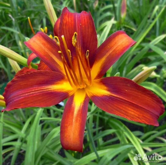 Лилейник Сэмми Рассел