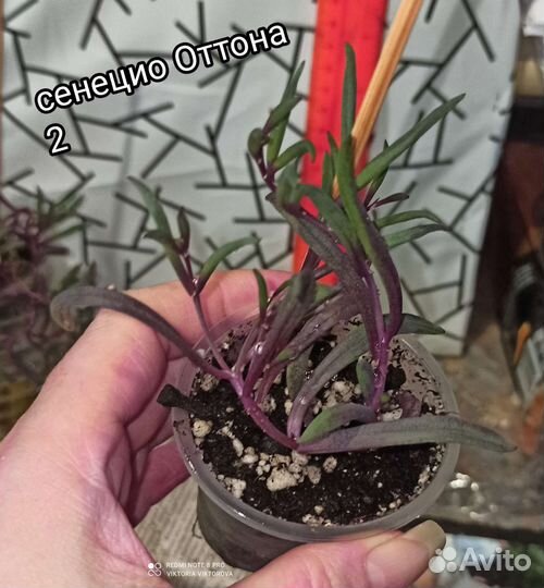 Сенецио Оттона