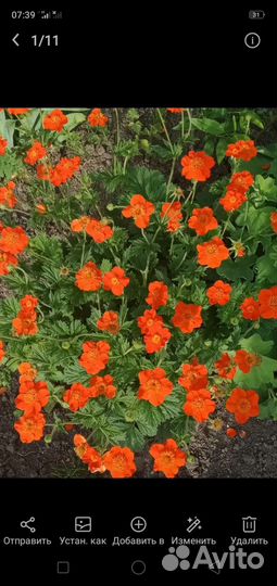 Гравилат многолетний