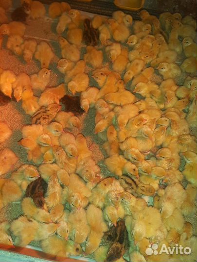 Перепела суточные