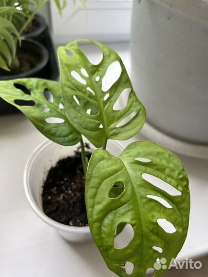 Монстера манки