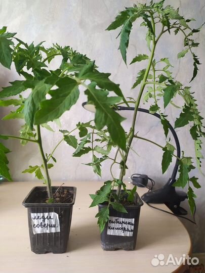 Рассада помидоров