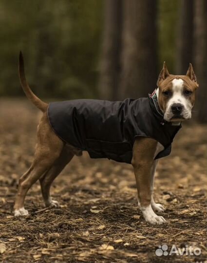 Попона для собак 60,55