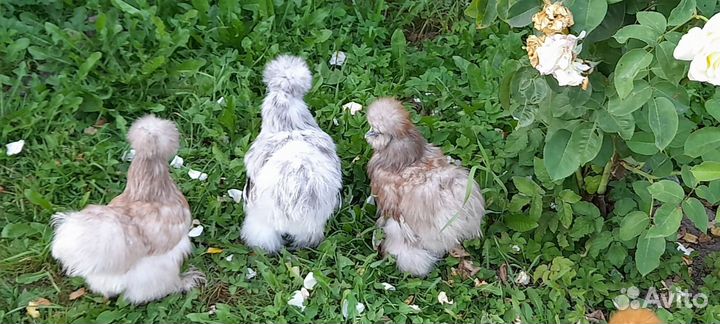 Инкубационное яйцо китайских шелковых