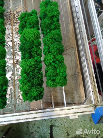 Мох стабилизированный оптом и в розницу