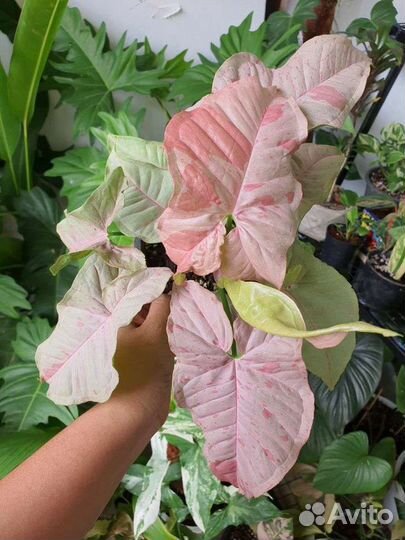 Сингониум Pink Spot