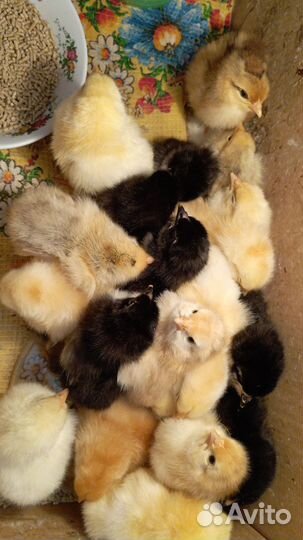 Цыплята суточные домашние