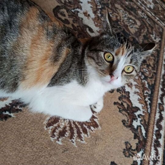 Анфиса ищет дом