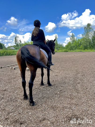 Занятия верховой ездой