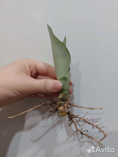 Сансевиерия Муншайн