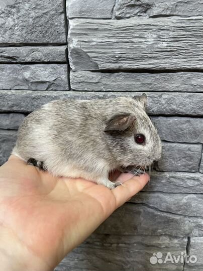Морские свинки