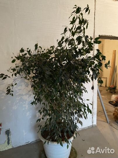 Фикус бенджамина большой