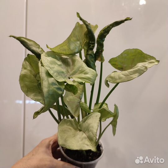 Разные комнатные цветы 2