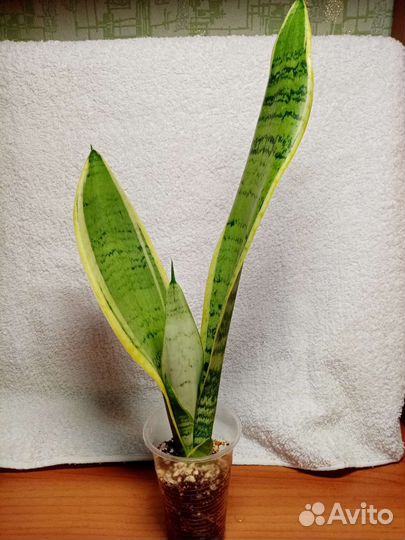 Сансевиерия сортовая