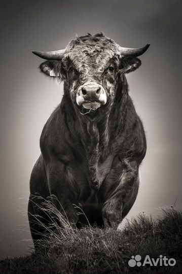 Бык бычок живым весом