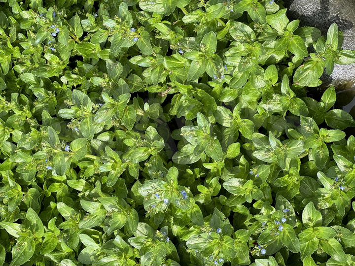 Участок 6 сот. (СНТ, ДНП)