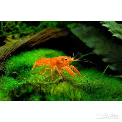 Рак мексиканский оранж карликовый