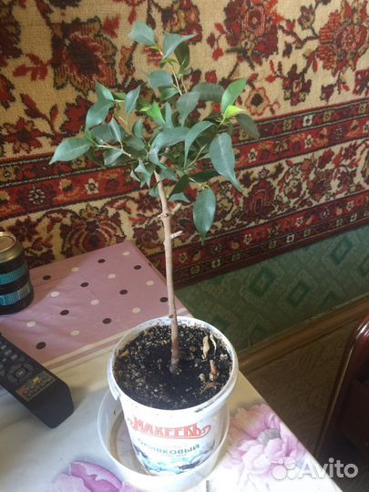 Комнатные цветы