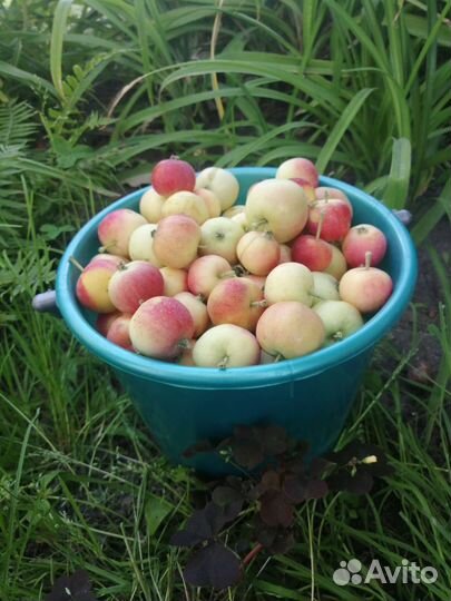 Яблоки ранетки