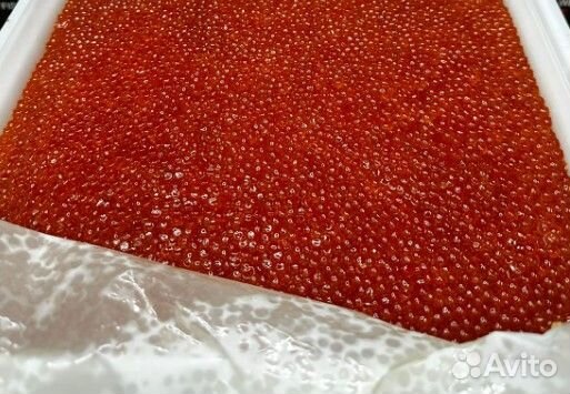 Красная икра улов 2023 года