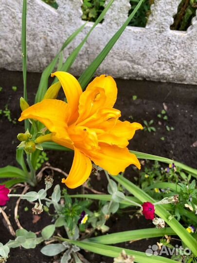 Лилейники сортовые