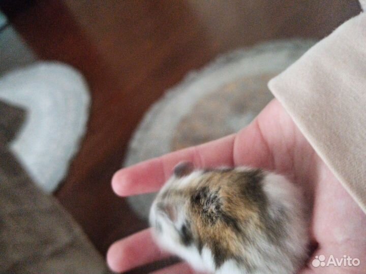 Джунгарский хомяк