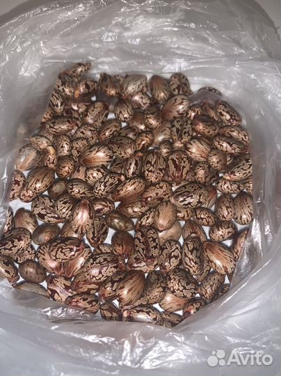 Клещевина семена