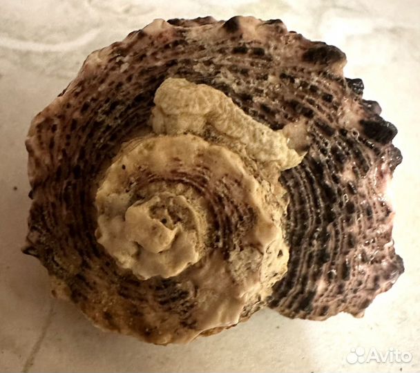 Ракушки экзотические